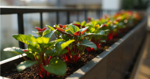 Best Plants for Malaysian Urban Gardening