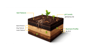 Understanding Soil Health: The Secret to a Thriving Garden